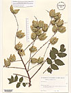 Herbarium sheet image thumbnail