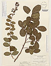Herbarium sheet image thumbnail