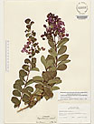 Herbarium sheet image thumbnail