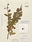 Herbarium sheet image thumbnail