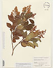 Herbarium sheet image thumbnail
