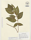 Herbarium sheet image thumbnail