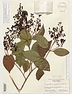 Herbarium sheet image thumbnail