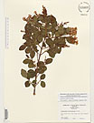 Herbarium sheet image thumbnail