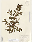 Herbarium sheet image thumbnail