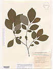 Herbarium sheet image thumbnail