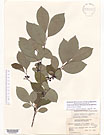 Herbarium sheet image thumbnail
