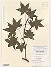 Herbarium sheet image thumbnail