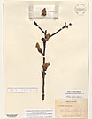 Herbarium sheet image thumbnail