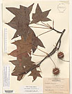 Herbarium sheet image thumbnail