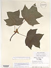 Herbarium sheet image thumbnail