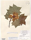 Herbarium sheet image thumbnail