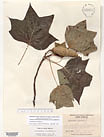 Herbarium sheet image thumbnail