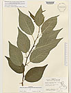 Herbarium sheet image thumbnail