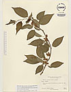 Herbarium sheet image thumbnail