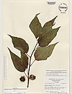 Herbarium sheet image thumbnail