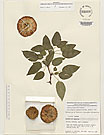 Herbarium sheet image thumbnail