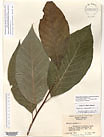 Herbarium sheet image thumbnail