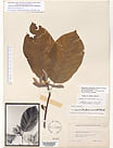 Herbarium sheet image thumbnail