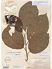 Herbarium sheet image thumbnail
