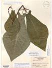 Herbarium sheet image thumbnail