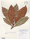 Herbarium sheet image thumbnail