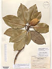 Herbarium sheet image thumbnail