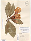 Herbarium sheet image thumbnail