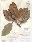 Herbarium sheet image thumbnail