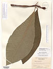 Herbarium sheet image thumbnail