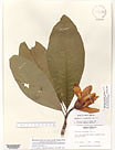 Herbarium sheet image thumbnail