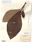 Herbarium sheet image thumbnail