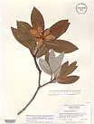 Herbarium sheet image thumbnail