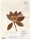 Herbarium sheet image thumbnail