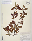 Herbarium sheet image thumbnail