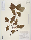 Herbarium sheet image thumbnail