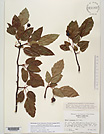 Herbarium sheet image thumbnail