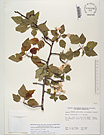 Herbarium sheet image thumbnail