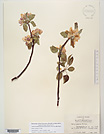 Herbarium sheet image thumbnail