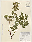 Herbarium sheet image thumbnail