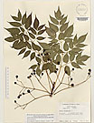 Herbarium sheet image thumbnail