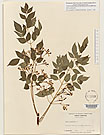 Herbarium sheet image thumbnail