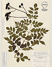 Herbarium sheet image thumbnail