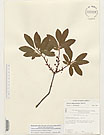 Herbarium sheet image thumbnail