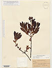 Herbarium sheet image thumbnail