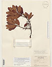Herbarium sheet image thumbnail
