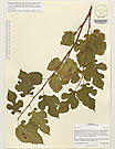 Herbarium sheet image thumbnail