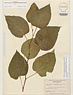 Herbarium sheet image thumbnail