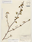 Herbarium sheet image thumbnail