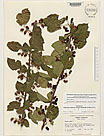Herbarium sheet image thumbnail